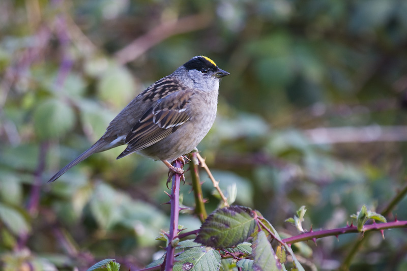 Golden-Crowned Sparrow